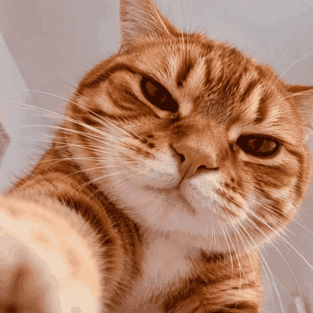刘YH 的小猫，橘猫的特写动图